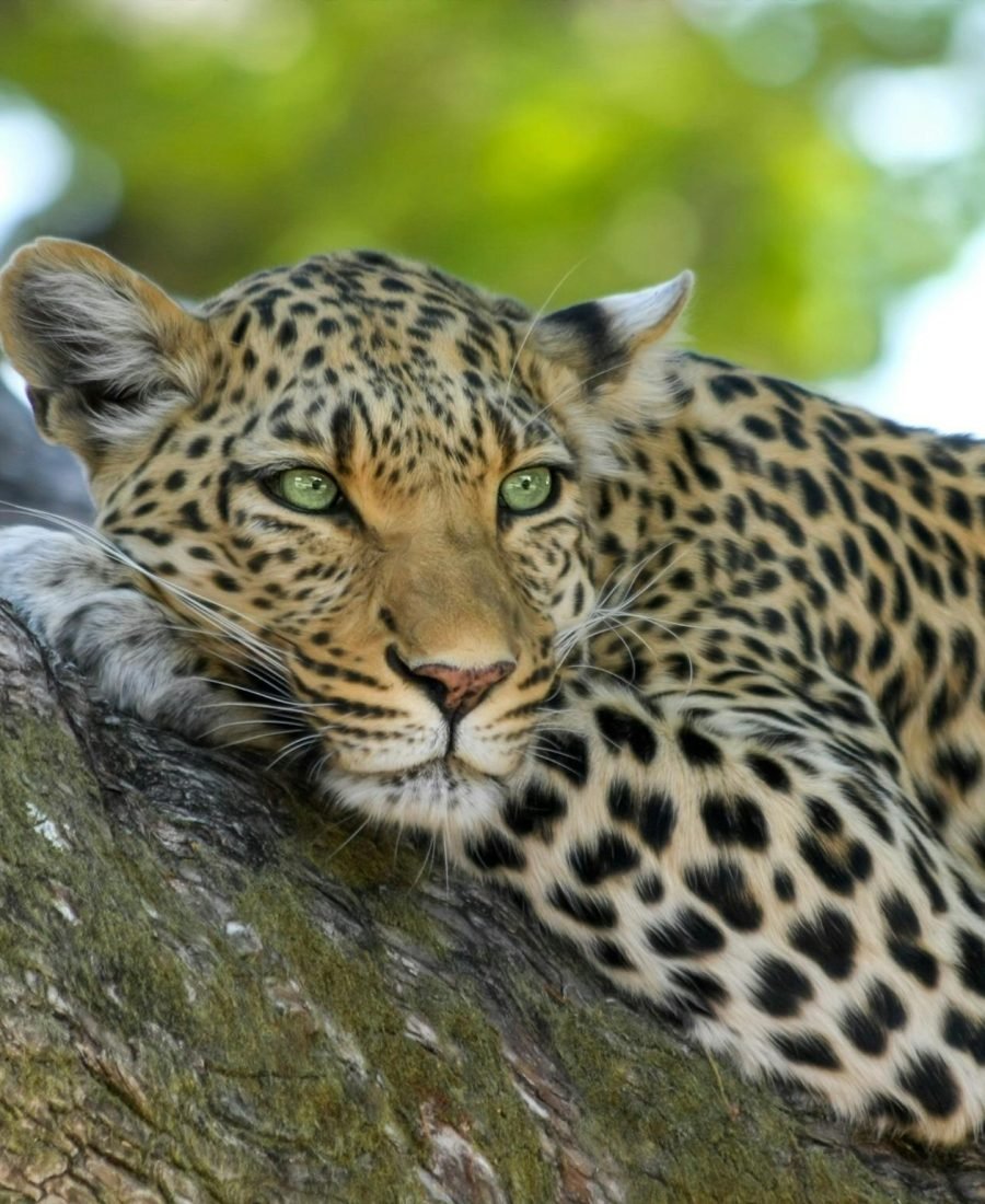 pexels-pixabay-46254